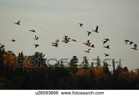 Flock of Waterfowl View Large Photo Image Stock Photograph - Flock of Waterfowl. Fotosearch