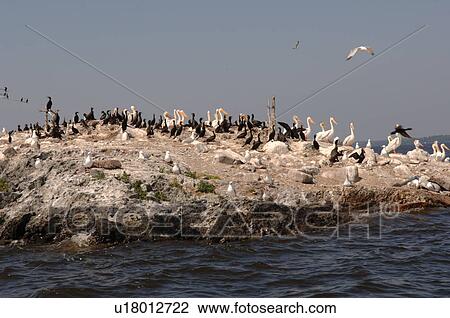 Stock Image - Gathering of birds. Fotosearch