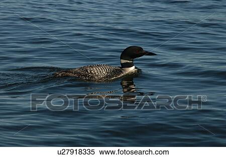 Stock Photography - Lake of the Woods. Fotosearch