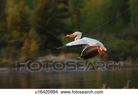 Picture - Pelican. Fotosearch