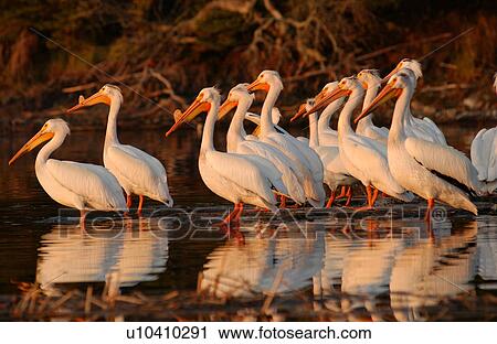 Pelicans View Large Photo Image Stock Image - Pelicans. Fotosearch