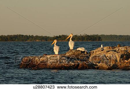 Pelicans View Large Photo Image Stock Image - Pelicans. Fotosearch