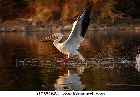 Pelicans View Large Photo Image Stock Photo - Pelicans. Fotosearch