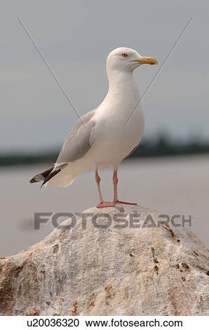 Seagull standing on a rock View Large Photo Image Stock Image - Seagull standing on a rock. Fotosearch
