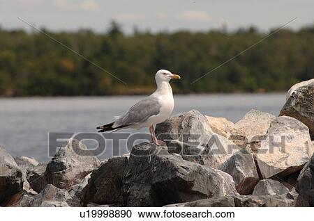 Seagull standing on rocks View Large Photo Image Stock Image - Seagull standing on rocks. Fotosearch