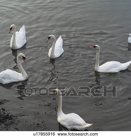 Stock Photograph - Swans. Fotosearch