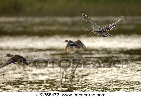 Stock Photo - Three ducks flying over water. Fotosearch