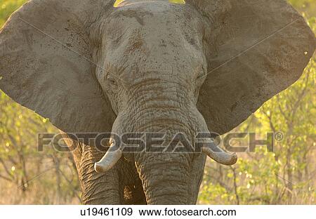 Stock Photo - African Elephant. Fotosearch