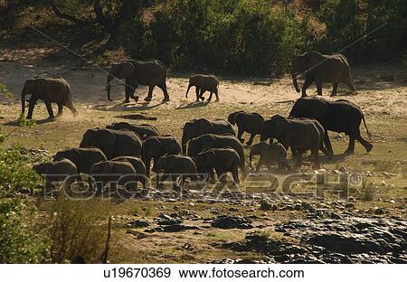 African Elephant View Large Photo Image Stock Photo - African Elephant. Fotosearch