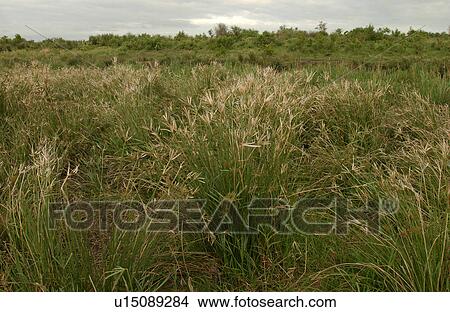African Landscape View Large Photo Image Picture - African Landscape. Fotosearch