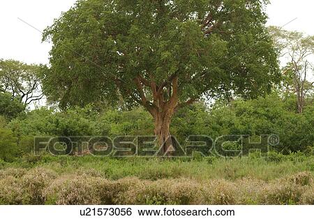 Stock Photograph - African Landscape. Fotosearch