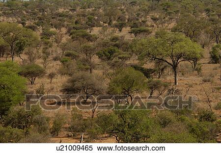 African Landscape View Large Photo Image Stock Photography - African Landscape. Fotosearch