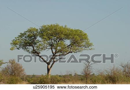 Stock Photography - African Landscape. Fotosearch