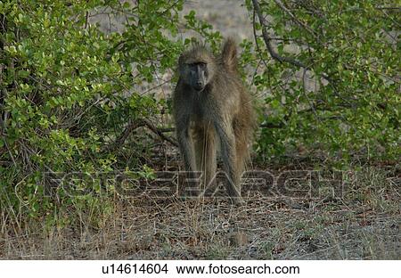 Baboons View Large Photo Image Picture - Baboons. Fotosearch