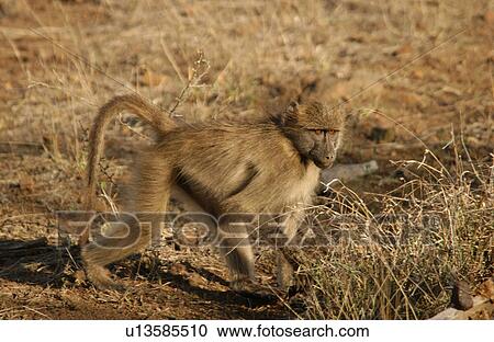 Baboons View Large Photo Image Stock Image - Baboons. Fotosearch