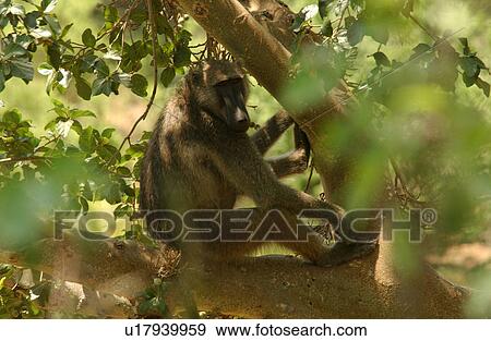 Stock Photo - Baboons. Fotosearch