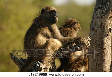 Stock Photo - Baboons. Fotosearch