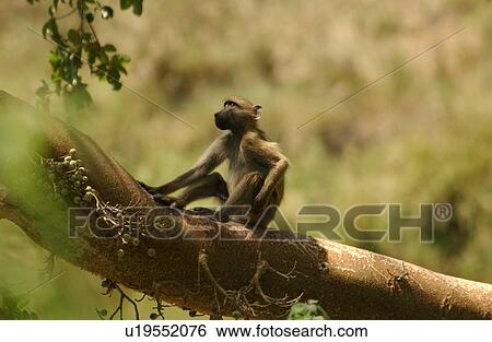 Baboons View Large Photo Image Stock Photograph - Baboons. Fotosearch