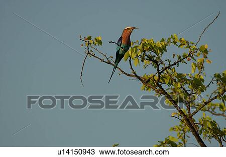 Birds - Africa View Large Photo Image Stock Image - Birds - Africa. Fotosearch