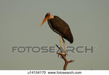 Birds - Africa View Large Photo Image Stock Image - Birds - Africa. Fotosearch