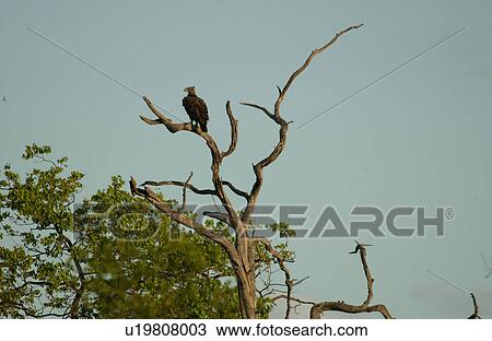 Birds - Africa View Large Photo Image Stock Image - Birds - Africa. Fotosearch