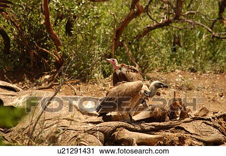 Birds - Africa View Large Photo Image Stock Image - Birds - Africa. Fotosearch
