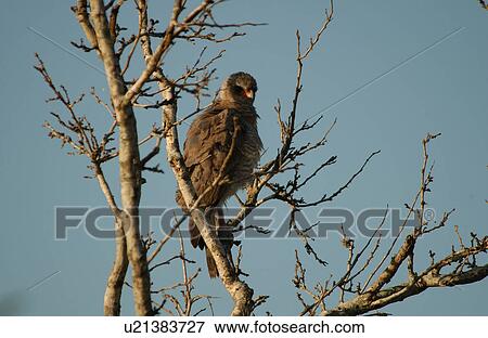 Stock Photo - Birds - Africa. Fotosearch