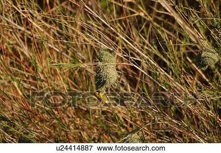 Birds - Africa View Large Photo Image Stock Photo - Birds - Africa. Fotosearch