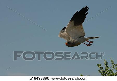 Birds - Africa View Large Photo Image Stock Photograph - Birds - Africa. Fotosearch