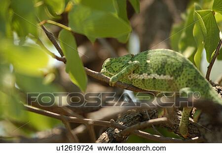 Picture - Chameleon - Africa. Fotosearch