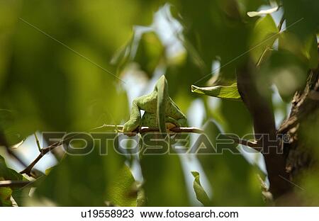 Stock Image - Chameleon - Africa. Fotosearch