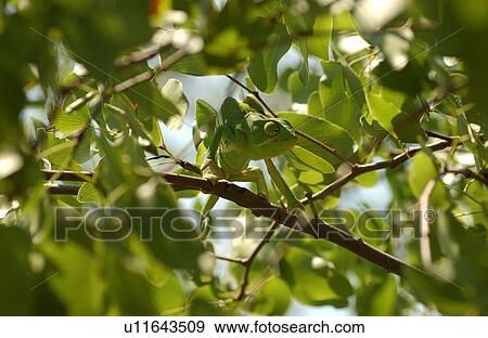 Chameleon - Africa View Large Photo Image Stock Photo - Chameleon - Africa. Fotosearch