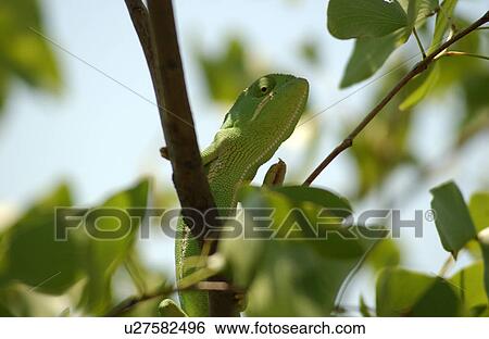 Stock Photograph - Chameleon - Africa. Fotosearch