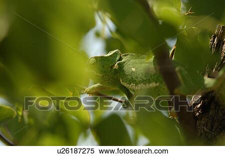 Chameleon - Africa View Large Photo Image Stock Photography - Chameleon - Africa. Fotosearch