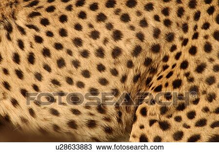 Cheetah - Nambia Africa View Large Photo Image Stock Image - Cheetah - Nambia Africa. Fotosearch