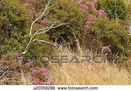 Stock Photo - Coastal Landscape - South Africa. Fotosearch
