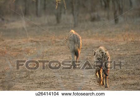 Picture - Hyaena - Africa. Fotosearch