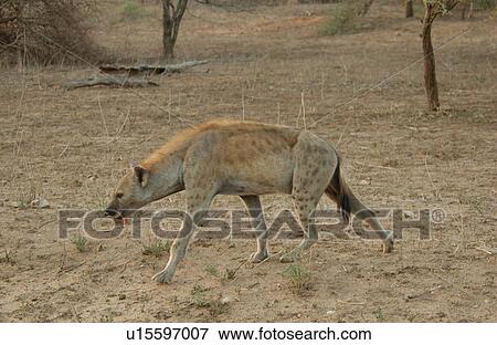 Hyaena - Africa View Large Photo Image Stock Photo - Hyaena - Africa. Fotosearch