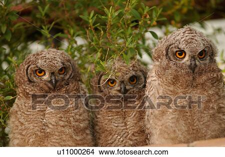 Picture - Owls - South Africa. Fotosearch