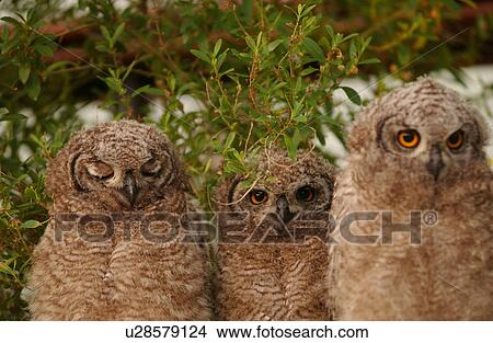 Picture - Owls - South Africa. Fotosearch