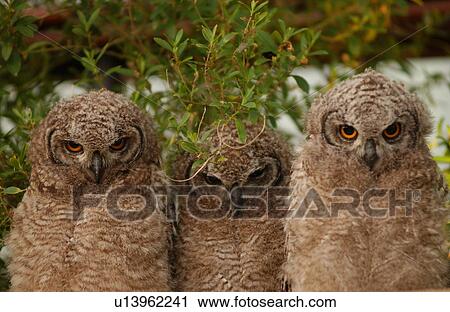 Stock Image - Owls - South Africa. Fotosearch