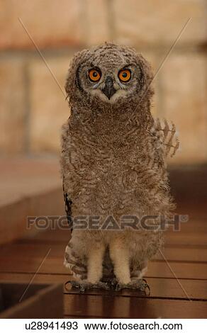 Stock Image - Owls - South Africa. Fotosearch