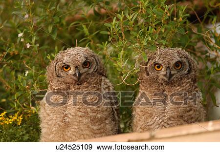 Stock Photo - Owls - South Africa. Fotosearch