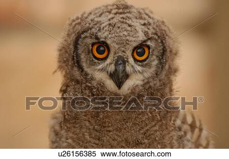 Owls - South Africa View Large Photo Image Stock Photography - Owls - South Africa. Fotosearch