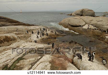 Penguins - South Africa View Large Photo Image Stock Image - Penguins - South Africa. Fotosearch