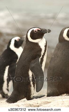 Penguins - South Africa View Large Photo Image Stock Image - Penguins - South Africa. Fotosearch