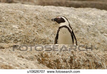 Stock Photo - Penguins - South Africa. Fotosearch