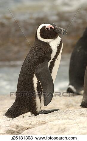 Penguins - South Africa View Large Photo Image Stock Photo - Penguins - South Africa. Fotosearch