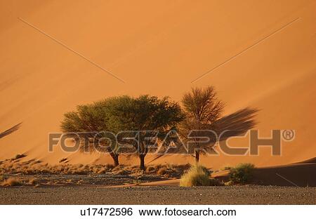 Sand Dunes of Sossusvlei - Namib desert, Namibia View Large Photo Image Stock Photograph - Sand Dunes of Sossusvlei - Namib desert, Namibia. Fotosearch