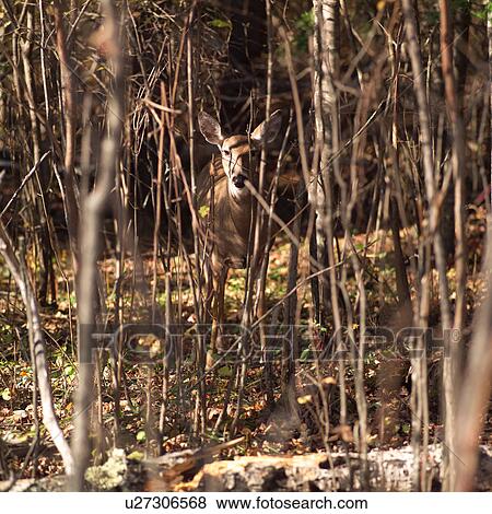 Stock Photo - A Deer standing amongst the trees. Fotosearch